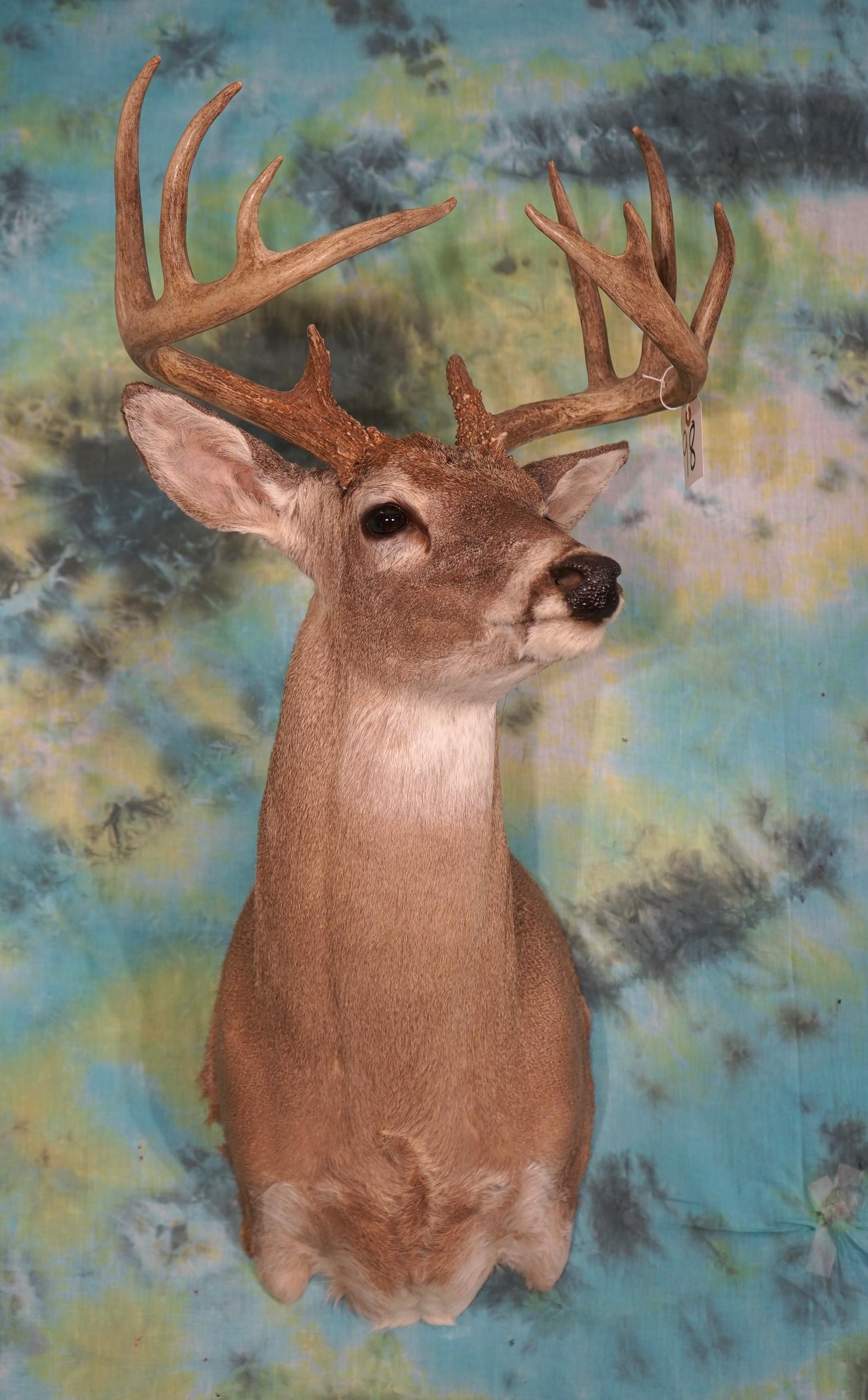 Nice  12 point Texas Whitetail Deer Shoulder Mount Taxidermy