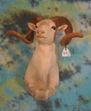 Texas Dall Sheep Ram Shoulder Taxidermy Mount