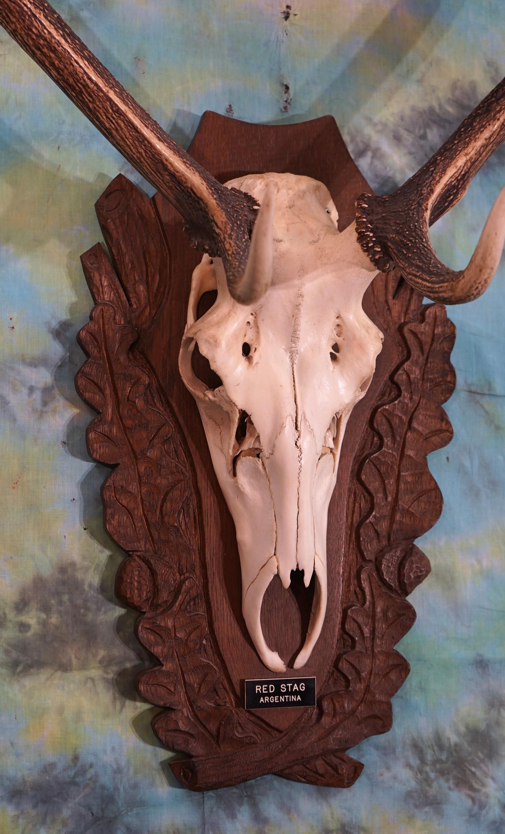 Red Stag Skull on European Style Panel Taxidermy