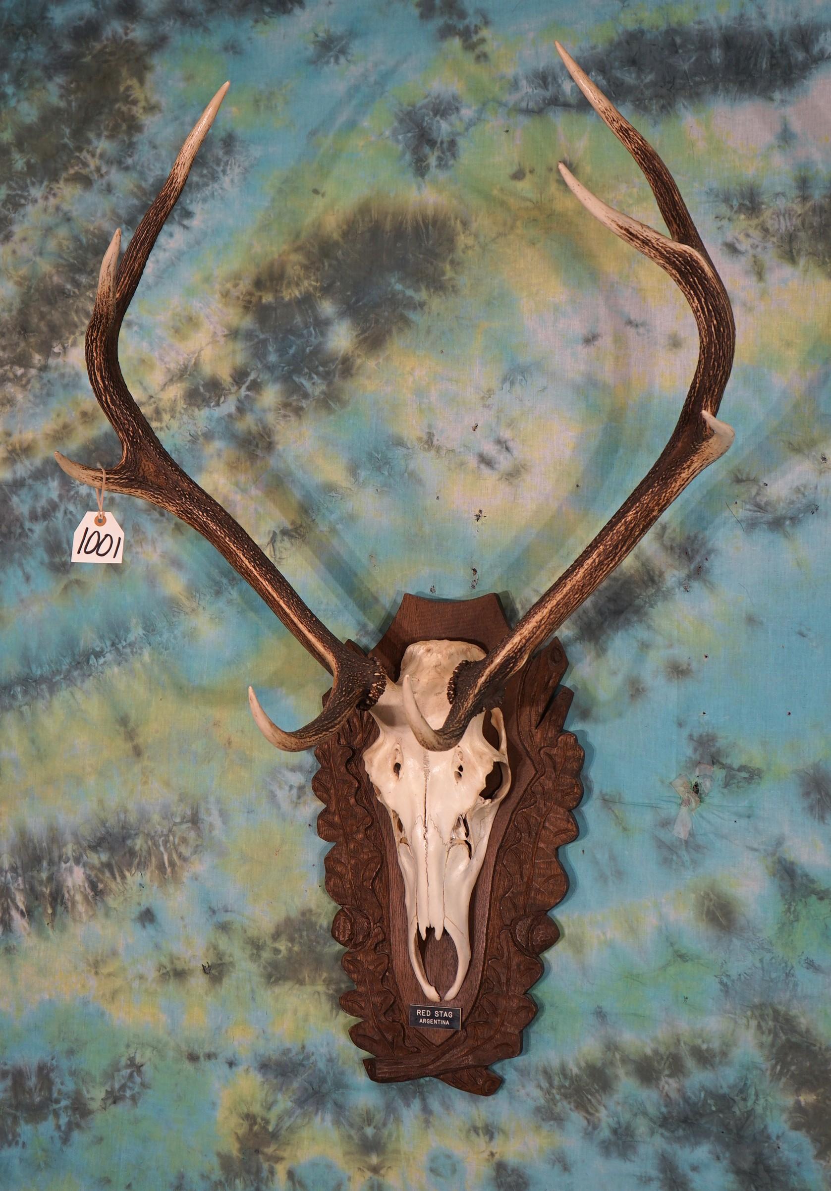 Red Stag Skull on European Style Panel Taxidermy