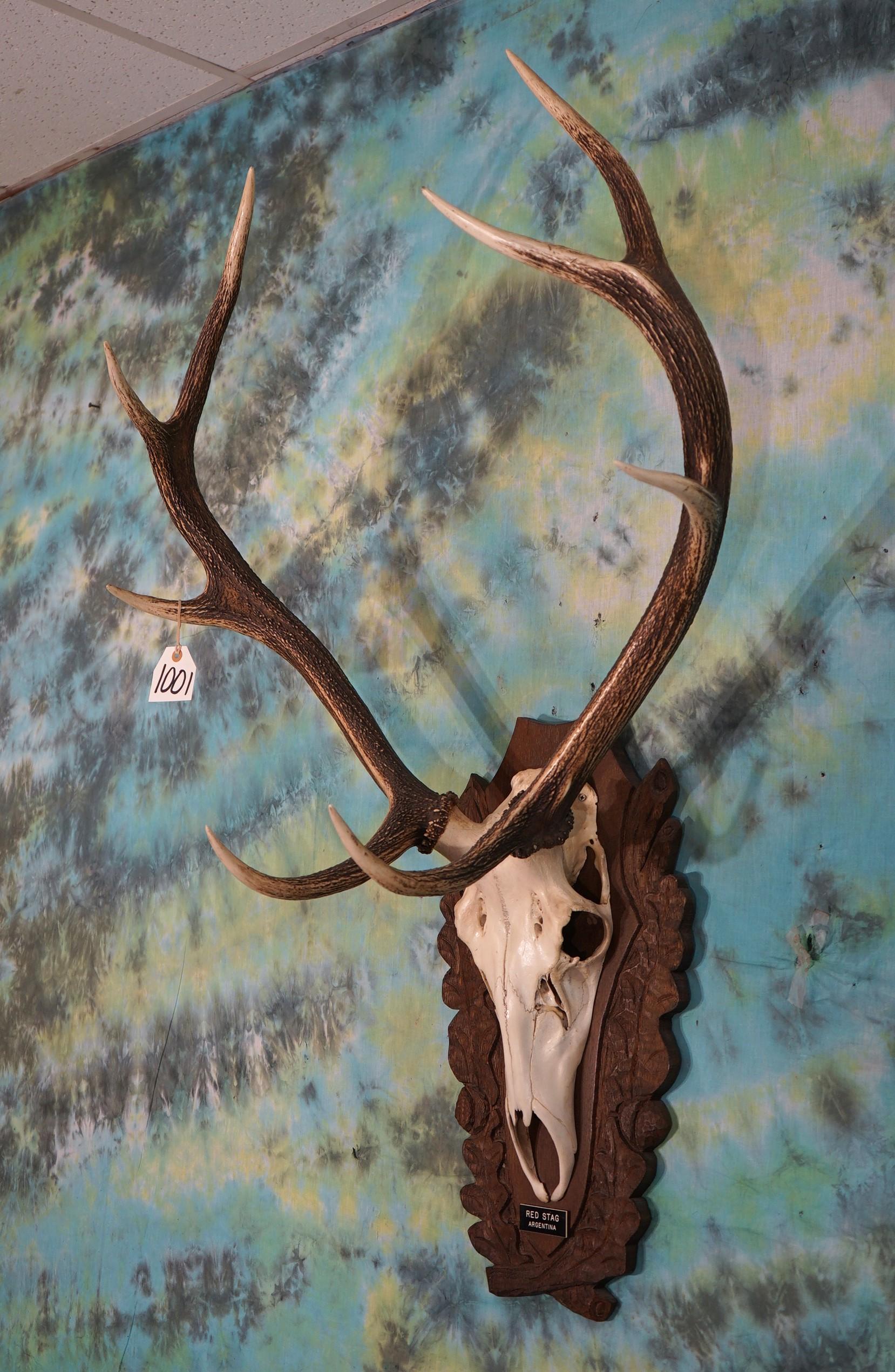 Red Stag Skull on European Style Panel Taxidermy
