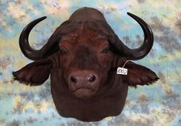 African Cape Buffalo Shoulder Taxidermy Mount