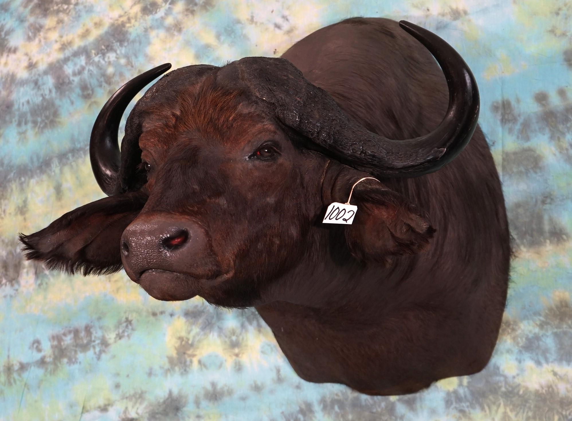 African Cape Buffalo Shoulder Taxidermy Mount