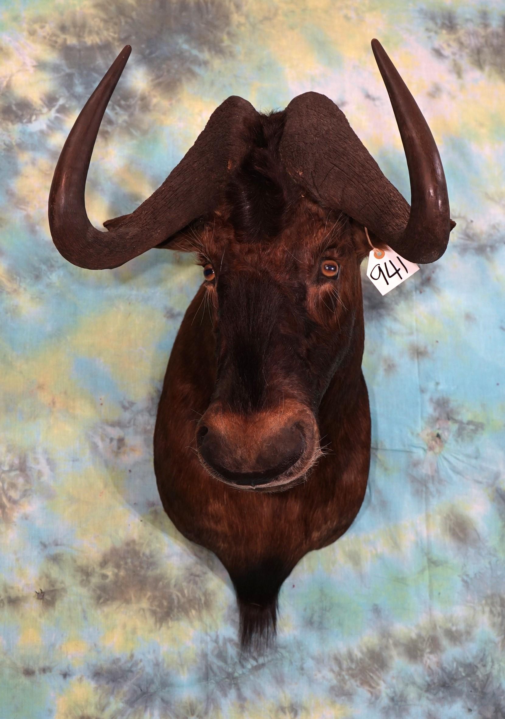 African Black Wildebeest Shoulder Taxidermy Mount