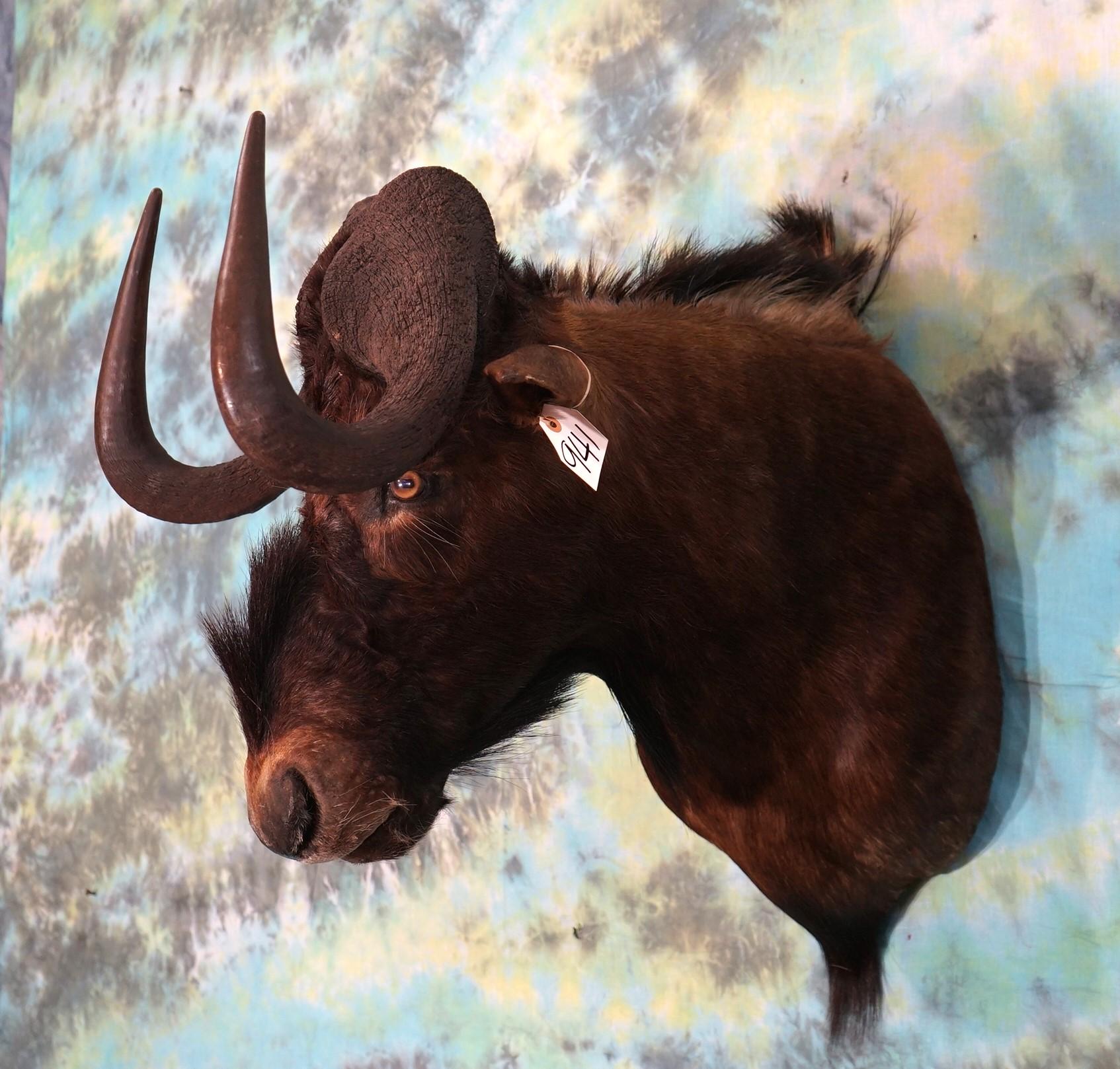 African Black Wildebeest Shoulder Taxidermy Mount