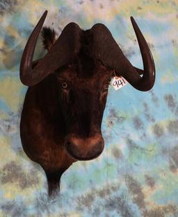 African Black Wildebeest Shoulder Taxidermy Mount