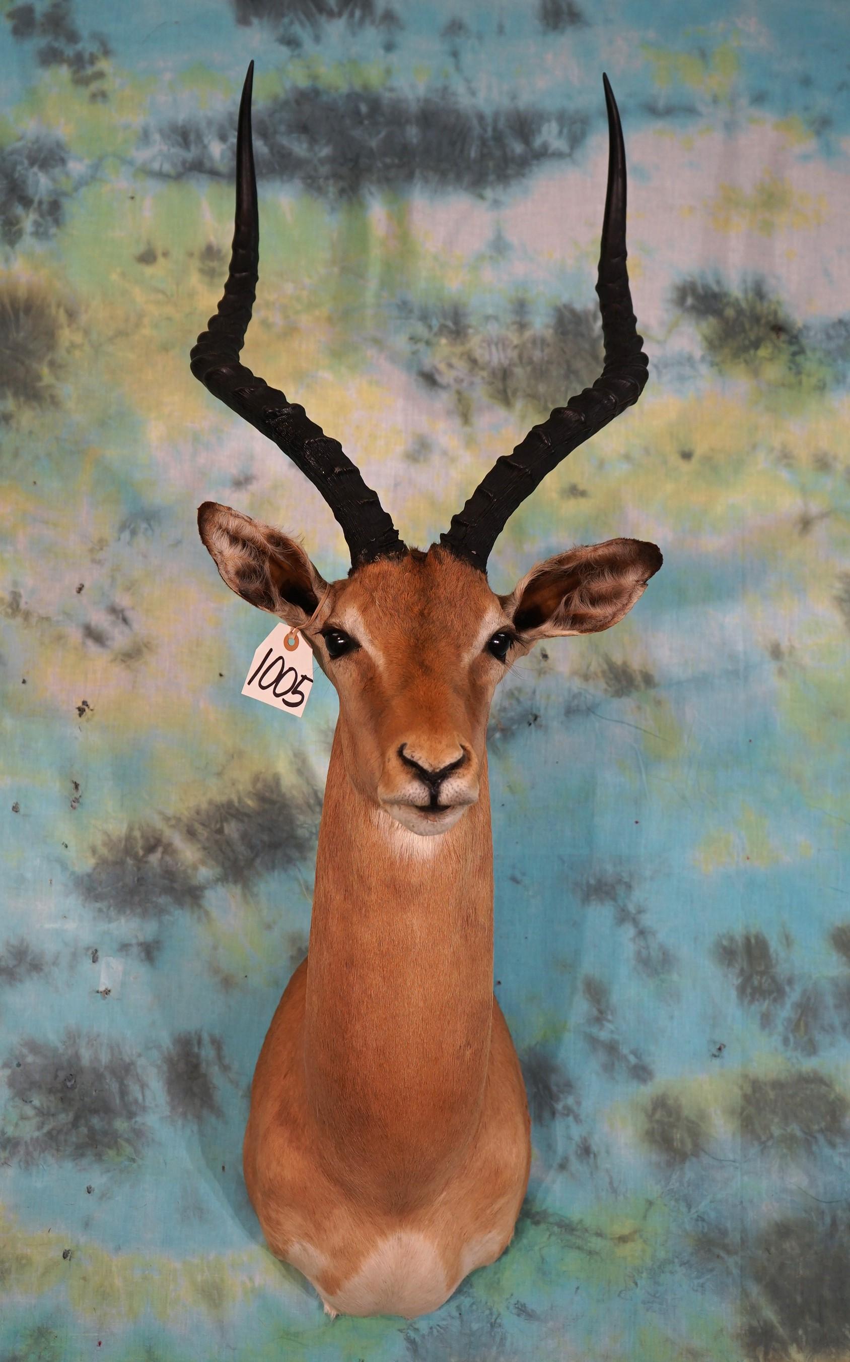 African Impala Shoulder Taxidermy Mount