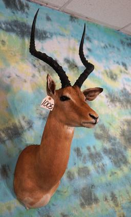 African Impala Shoulder Taxidermy Mount