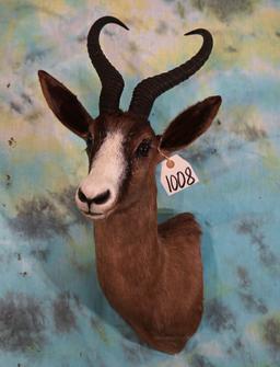 African Black Springbuck Gazelle Shoulder Taxidermy Mount