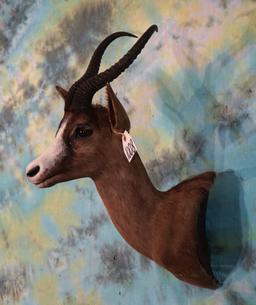 African Black Springbuck Gazelle Shoulder Taxidermy Mount