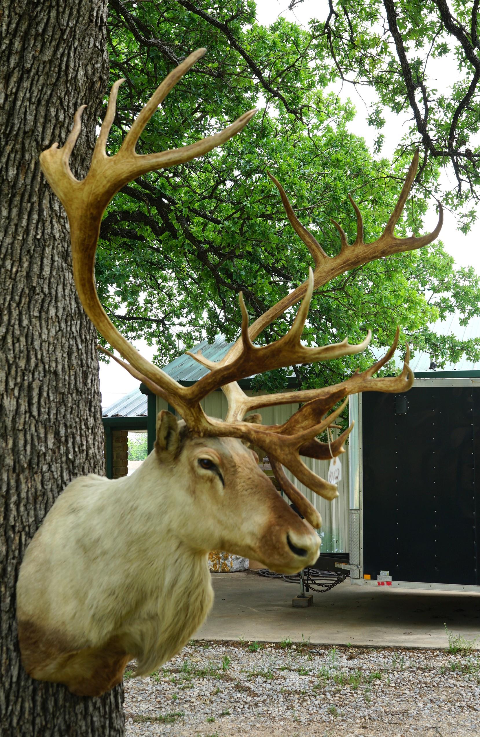 Barren Ground Caribou Shoulder Taxidermy Mount