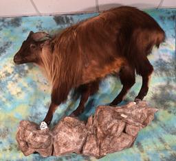 Beautiful Himalayan Tahr Full Body Taxidermy Wall Mount