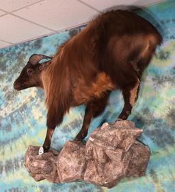 Beautiful Himalayan Tahr Full Body Taxidermy Wall Mount