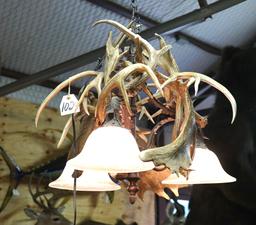 Fallow Deer & Whitetail Deer Antler Chandelier