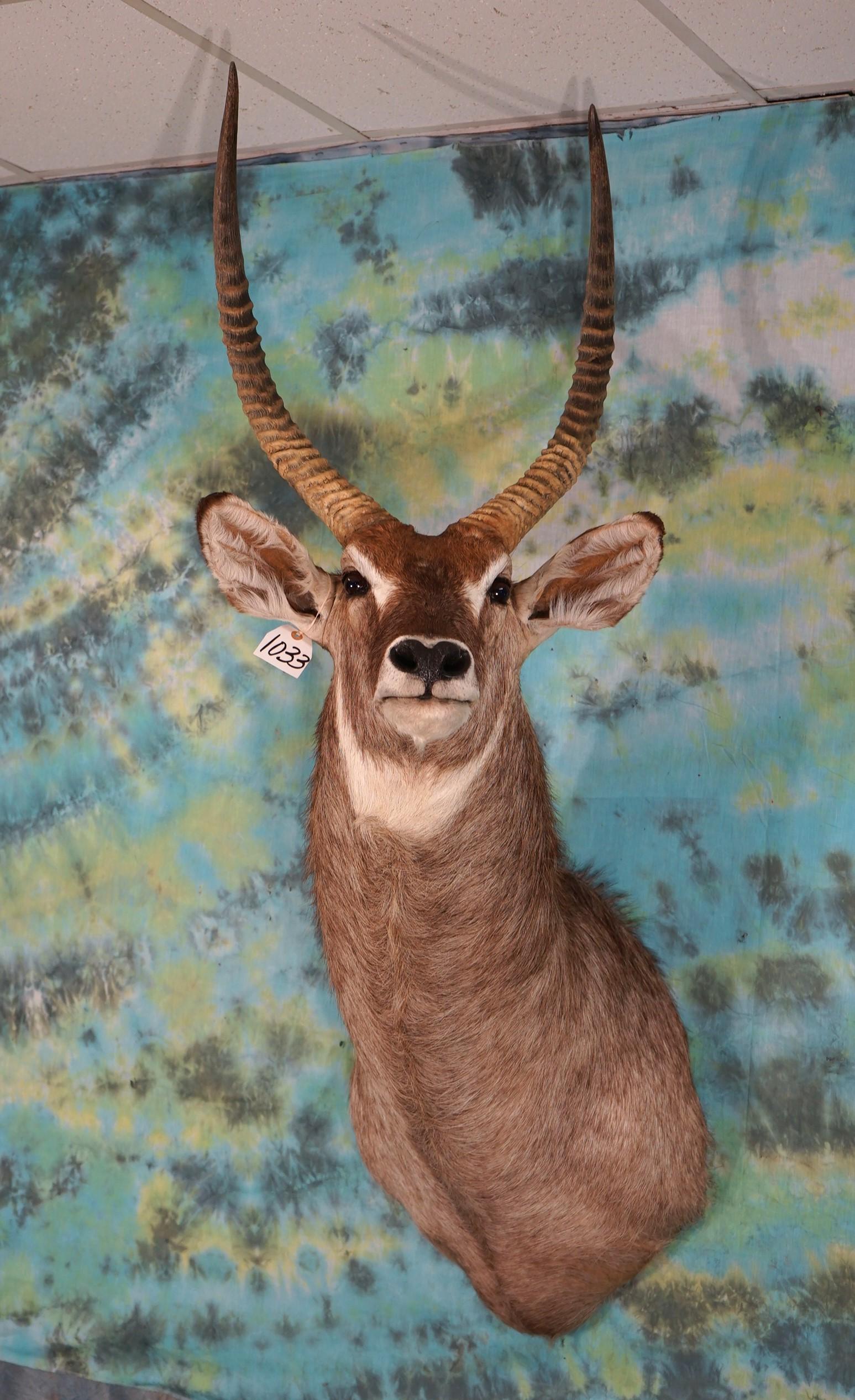 African Common Waterbuck Shoulder Taxidermy Mount