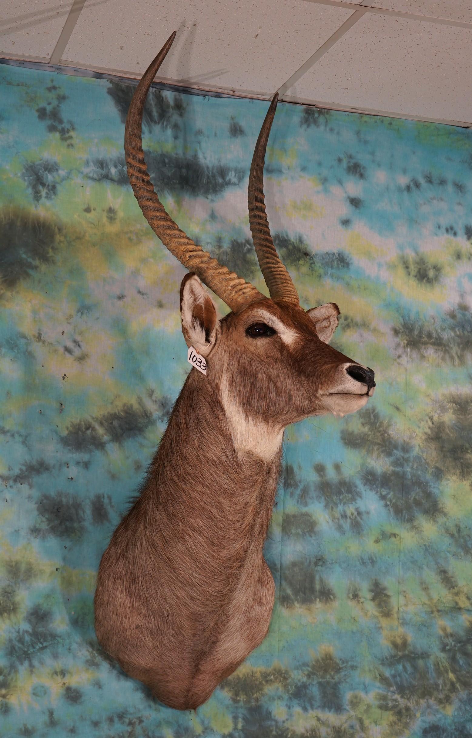 African Common Waterbuck Shoulder Taxidermy Mount