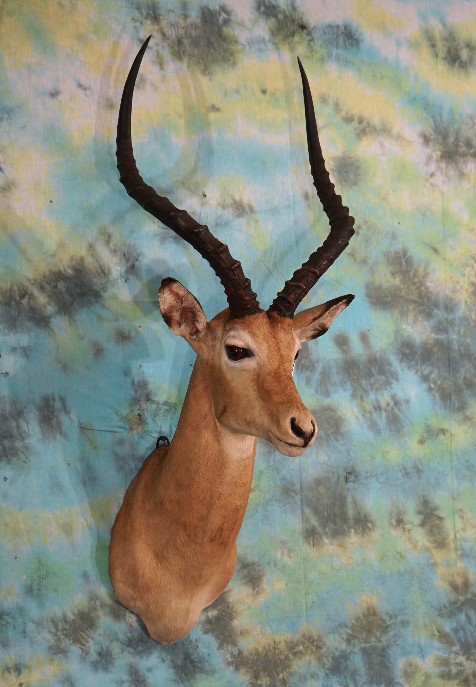 African Impala Ram Shoulder Taxidermy Mount