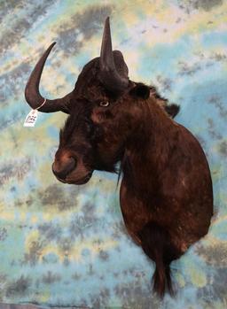 African Black Wildebeest Shoulder Taxidermy Mount