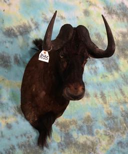 African Black Wildebeest Shoulder Taxidermy Mount