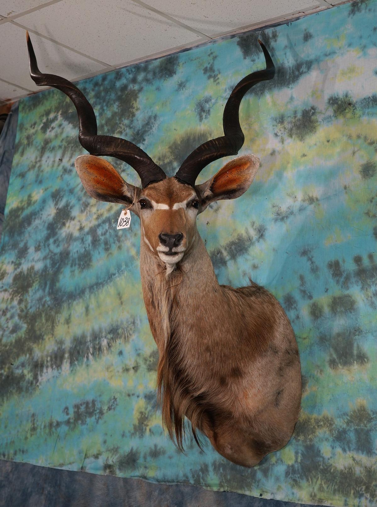 African Greater Kudu Shoulder Taxidermy Mount