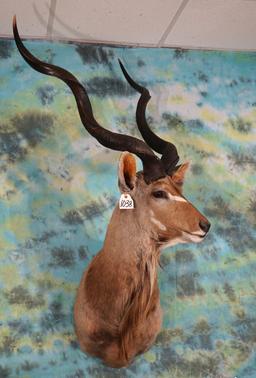 African Greater Kudu Shoulder Taxidermy Mount