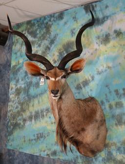 African Greater Kudu Shoulder Taxidermy Mount