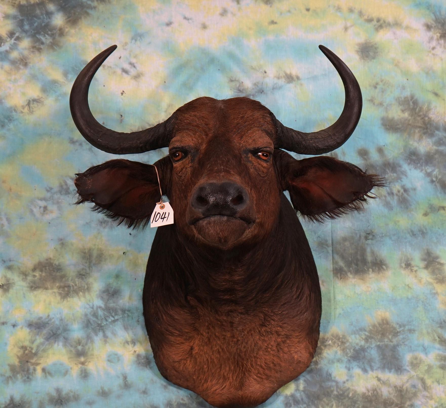 African Cape Buffalo Shoulder Taxidermy Mount