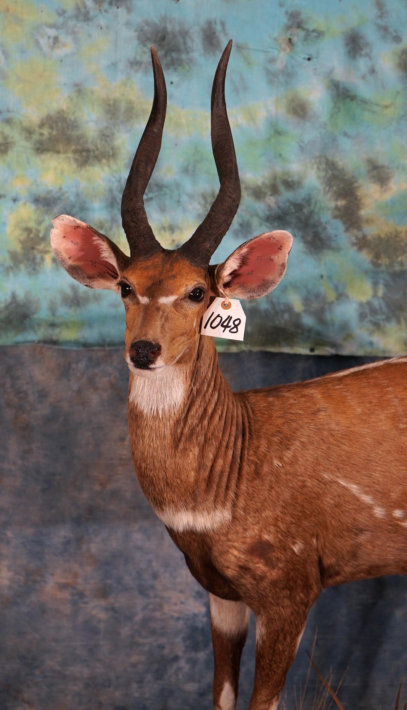 New! World Record Central African Harnessed Bushbuck Full Body Taxidermy Mount