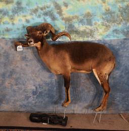 Barbado Corsican Cross Hybrid Sheep Full Body Taxidermy Mount