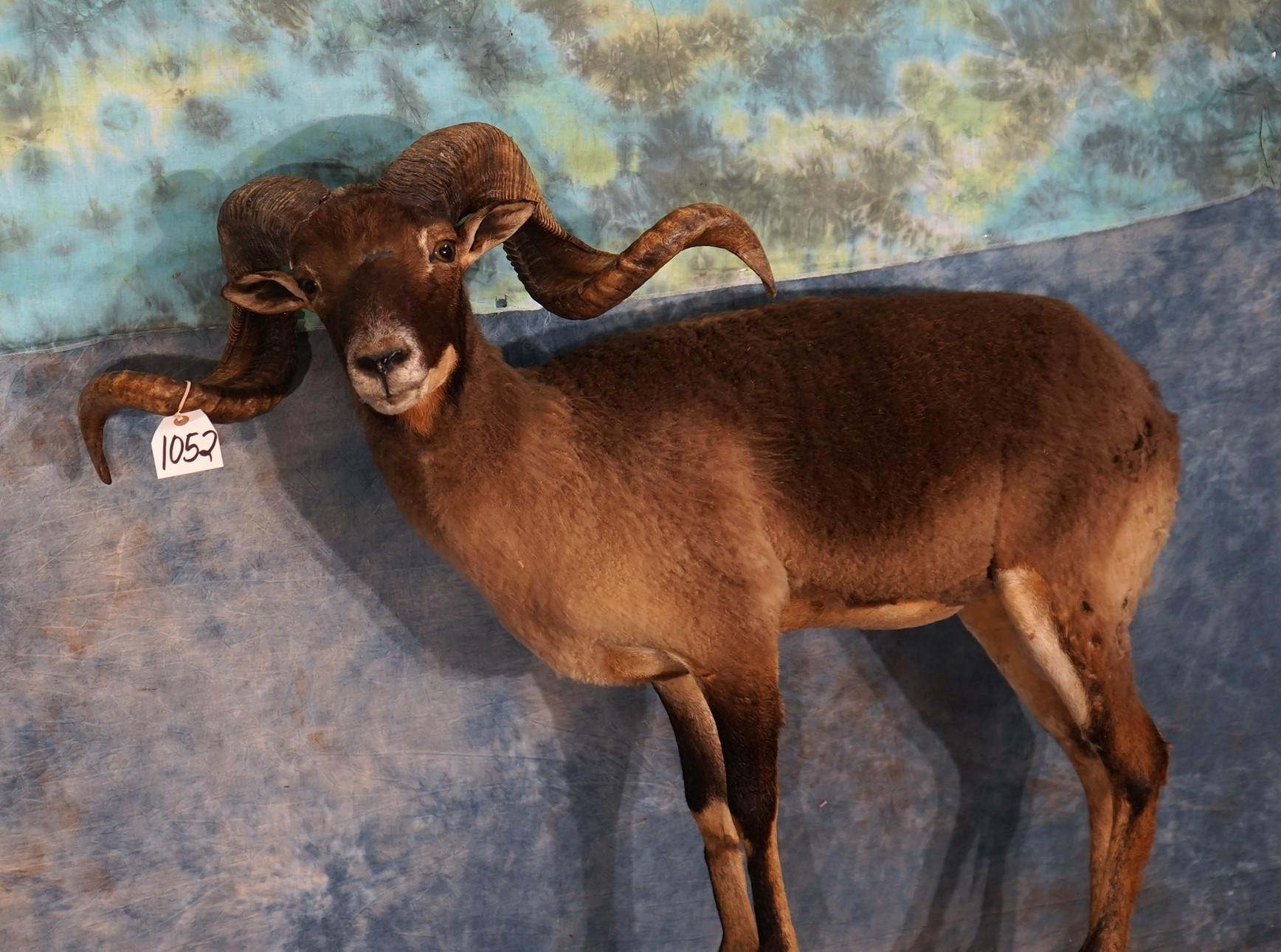 Barbado Corsican Cross Hybrid Sheep Full Body Taxidermy Mount