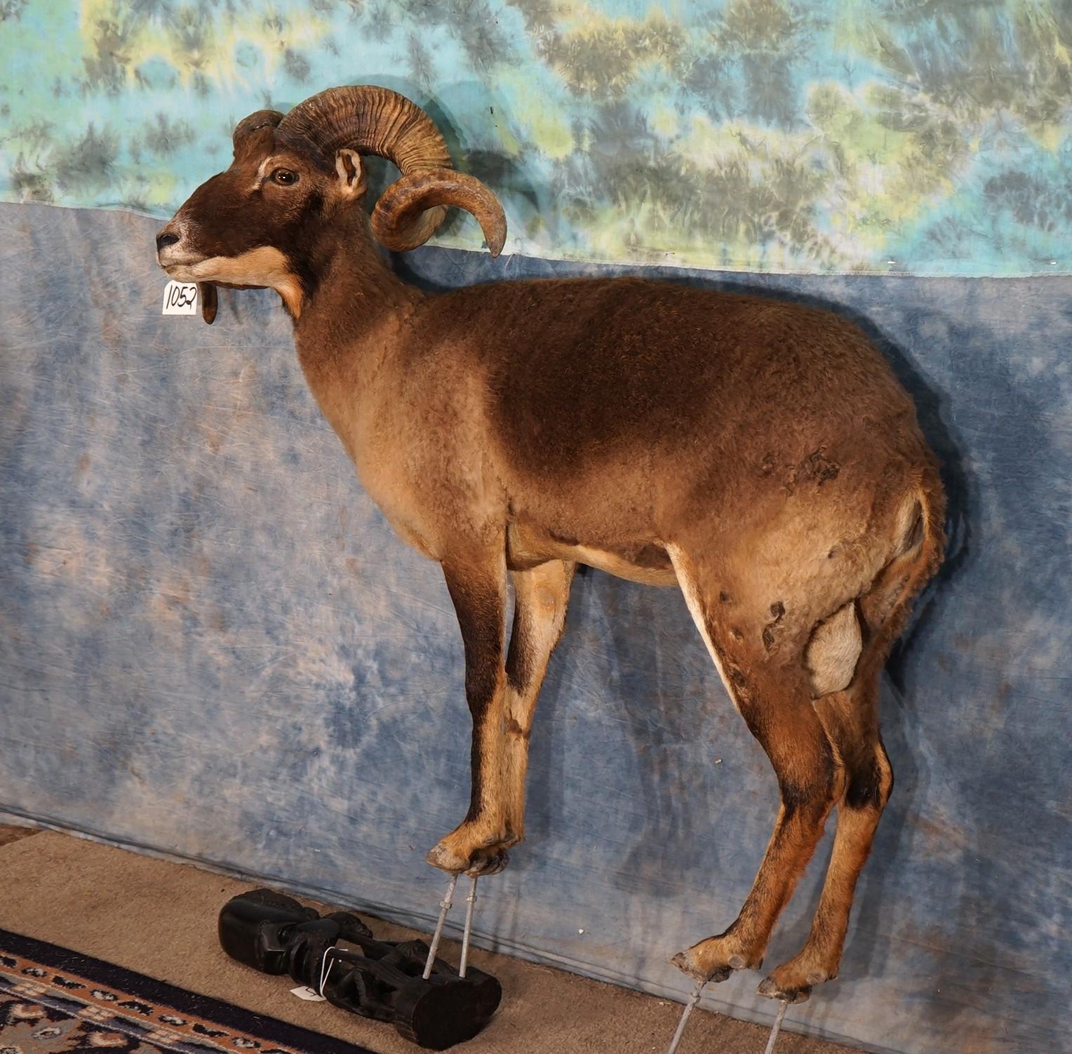 Barbado Corsican Cross Hybrid Sheep Full Body Taxidermy Mount