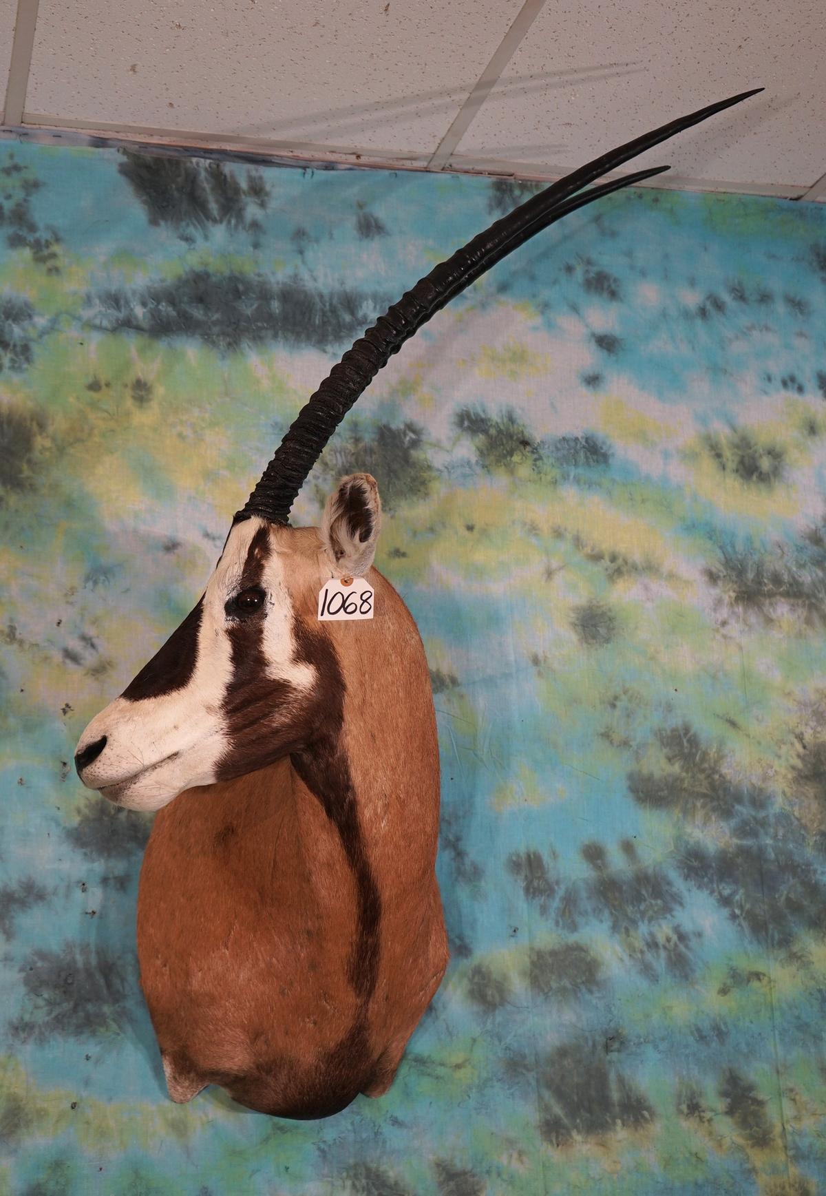 Rare! Scimbok Shoulder Taxidermy Mount