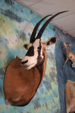 Rare! Scimbok Shoulder Taxidermy Mount