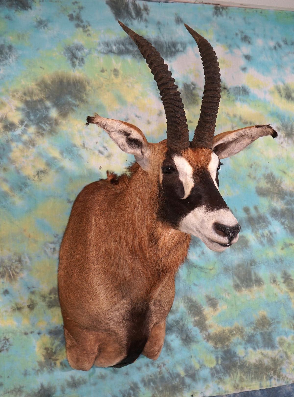 African Roan Antelope Shoulder Taxidermy Mount