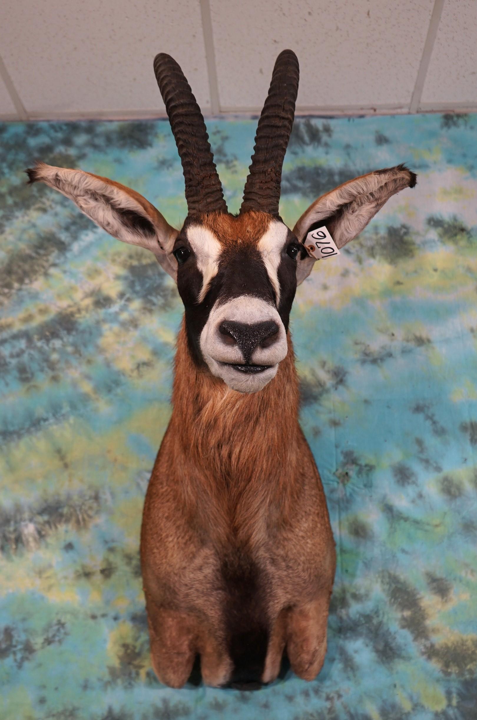 African Roan Antelope Shoulder Taxidermy Mount