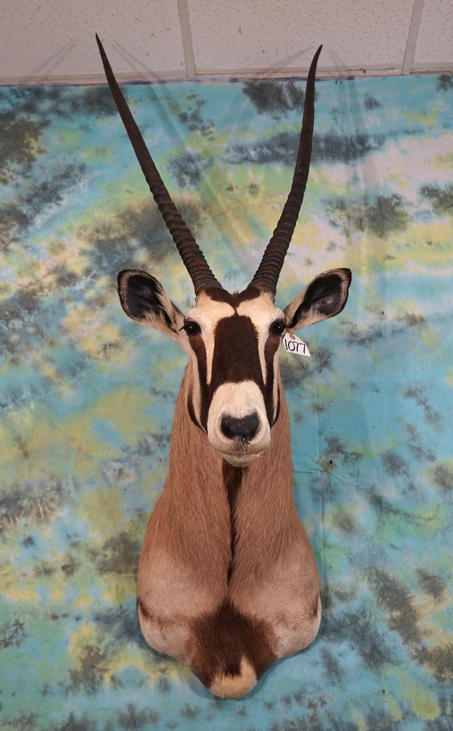 Gold Medal 40" + Record Class African Gemsbuck Antelope Shoulder Taxidermy Mount