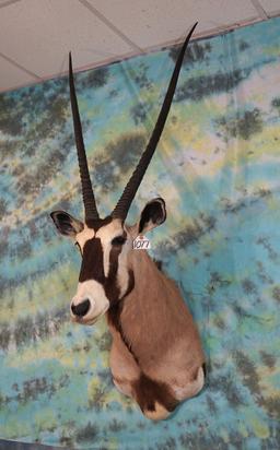 Gold Medal 40" + Record Class African Gemsbuck Antelope Shoulder Taxidermy Mount