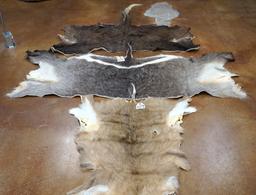 Three African Antelope Tanned Partial Backskins Taxidermy