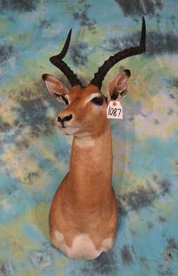 African Southern Impala Ram Shoulder Taxidermy Mount