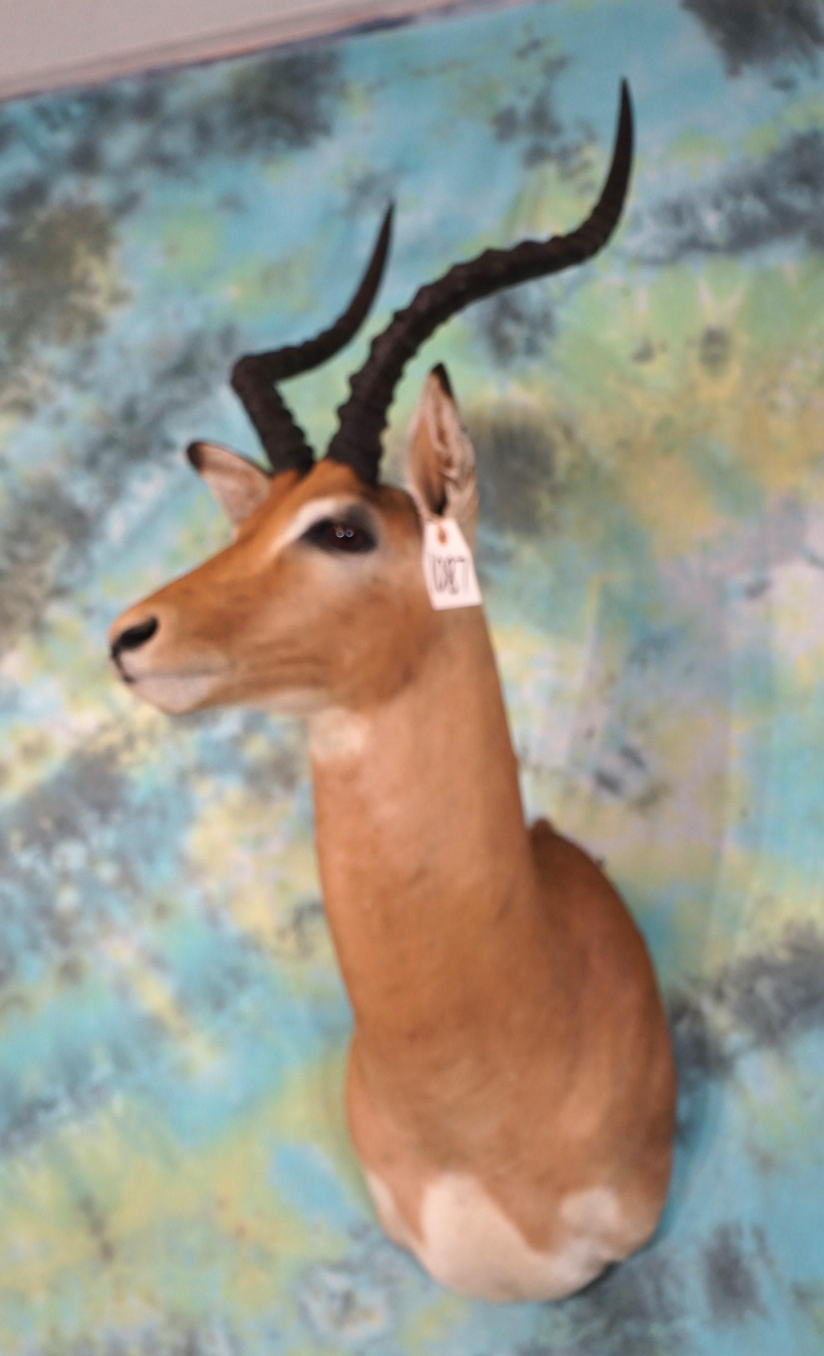 African Southern Impala Ram Shoulder Taxidermy Mount