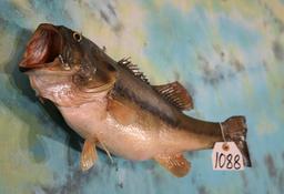 Brand New 20" Real Skin 5Lbs. Largemouth Bass Taxidermy Fish Mount