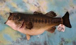 23" Real Skin 9 1/2 Lbs. Largemouth Bass Taxidermy Fish Mount