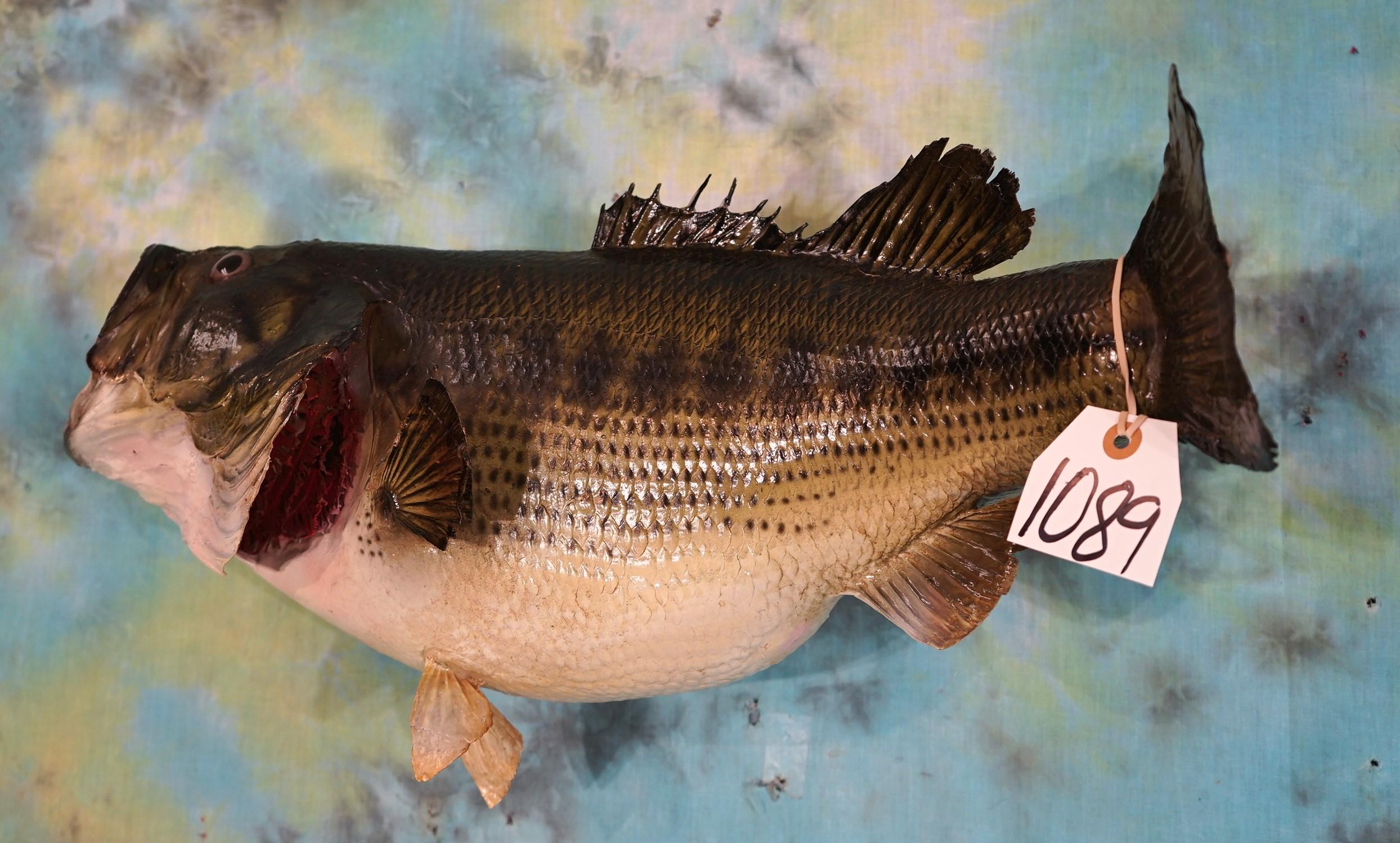 23" Real Skin 9 1/2 Lbs. Largemouth Bass Taxidermy Fish Mount