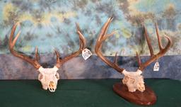 Two Whitetail Deer Skulls Taxidermy
