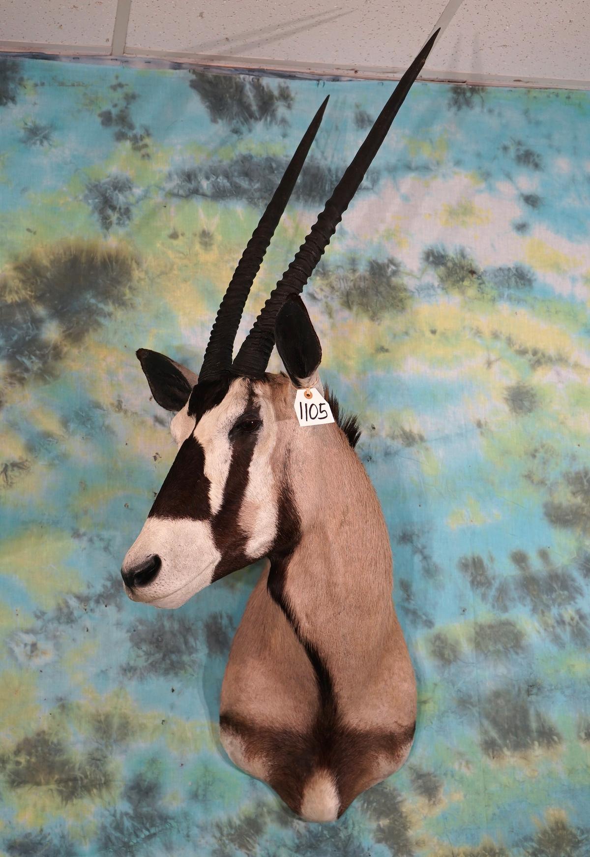 African Gemsbuck Antelope Shoulder Taxidermy Mount