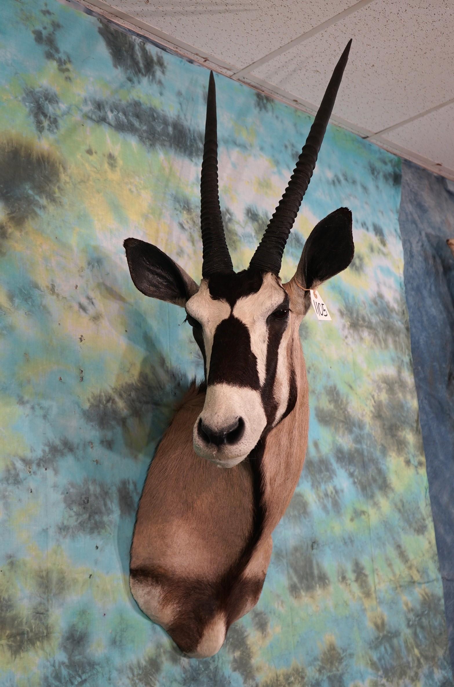 African Gemsbuck Antelope Shoulder Taxidermy Mount