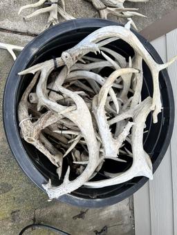 Deer Antlers