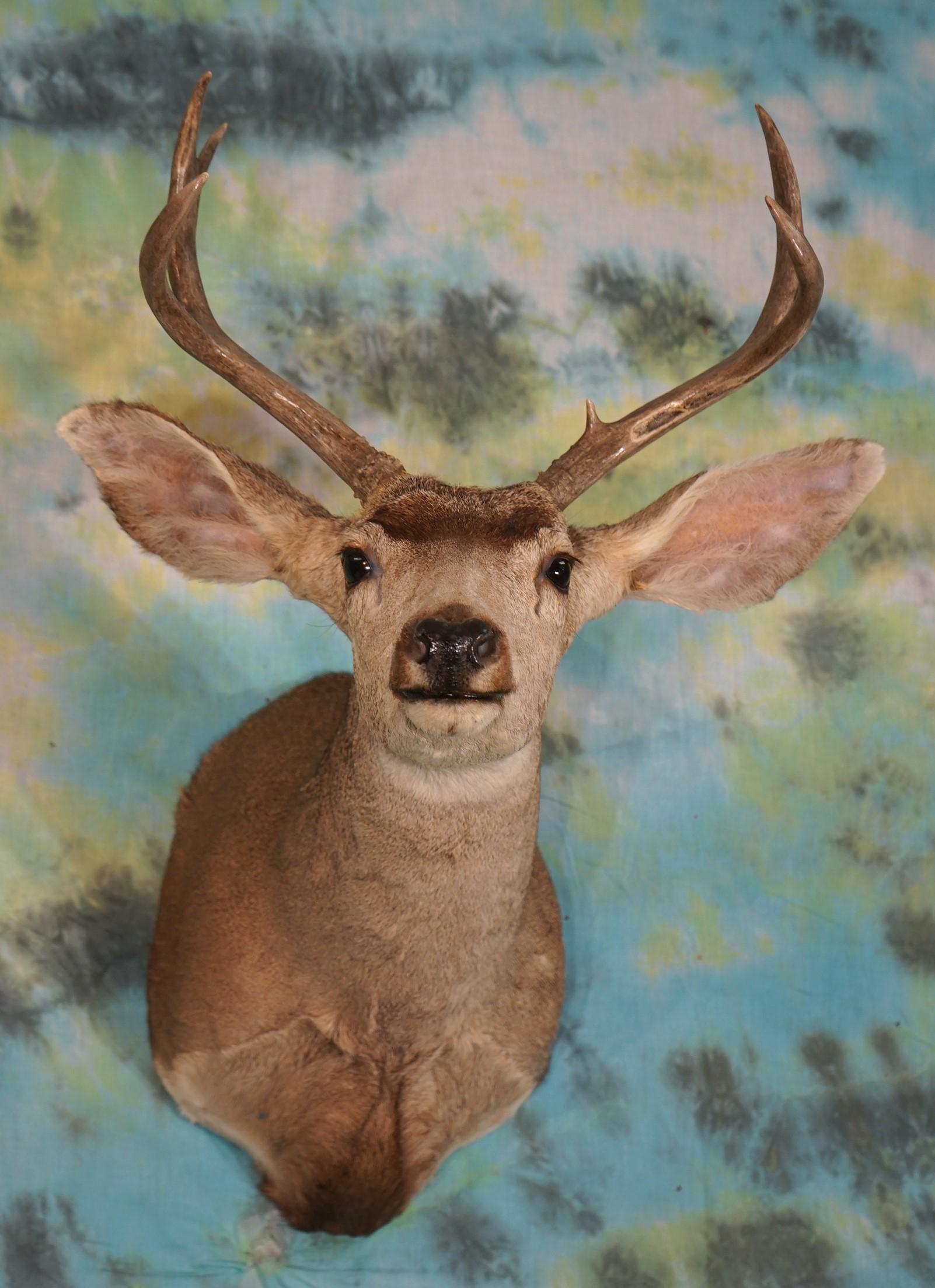 3 x 3 Mule Deer Shoulder Taxidermy Mount