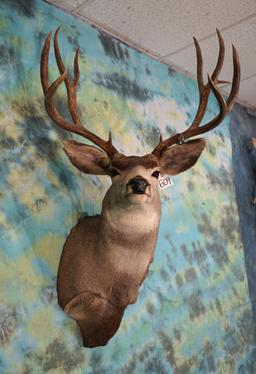 Nice 5 x 4 Mule Deer Shoulder Taxidermy Mount