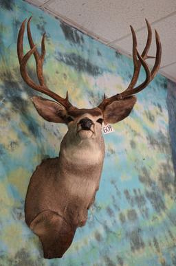 Nice 5 x 4 Mule Deer Shoulder Taxidermy Mount